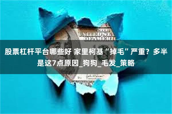 股票杠杆平台哪些好 家里柯基“掉毛”严重？多半是这7点原因_狗狗_毛发_策略